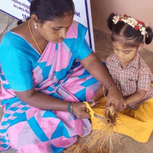 mms-vetiver-grass-cultivation-program-img-04