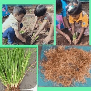 mms-vetiver-grass-cultivation-program-img-06