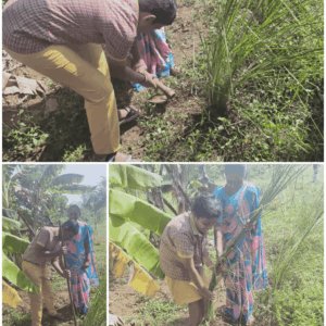 mms-vetiver-grass-cultivation-program-img-08