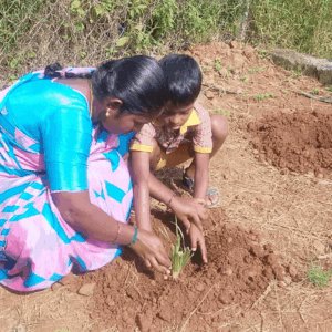 mms-vetiver-grass-cultivation-program-img-09